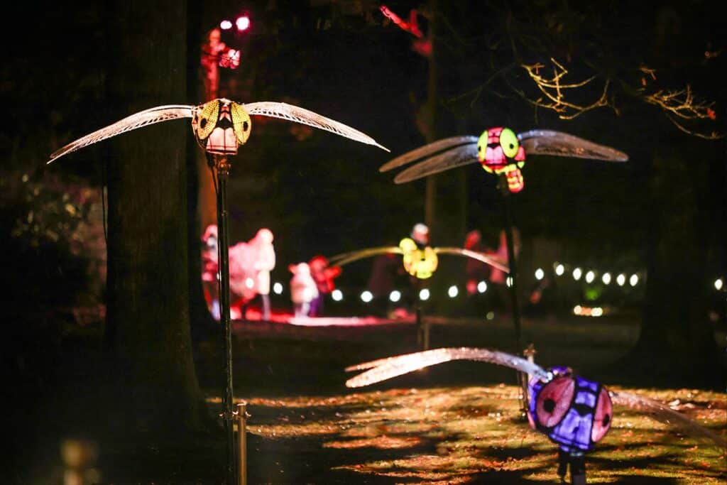 Glow Marwell Dragonflies by Martha Ellis