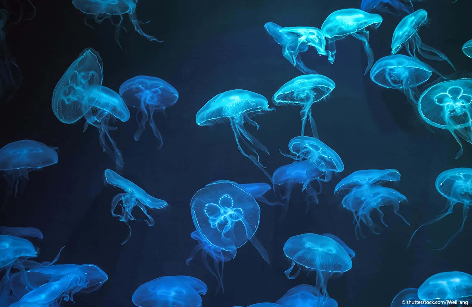bioluminescent jellyfish