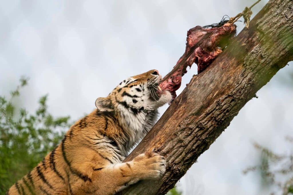 Amur tiger feeding at the Tiger Experience at Marwell Zoo