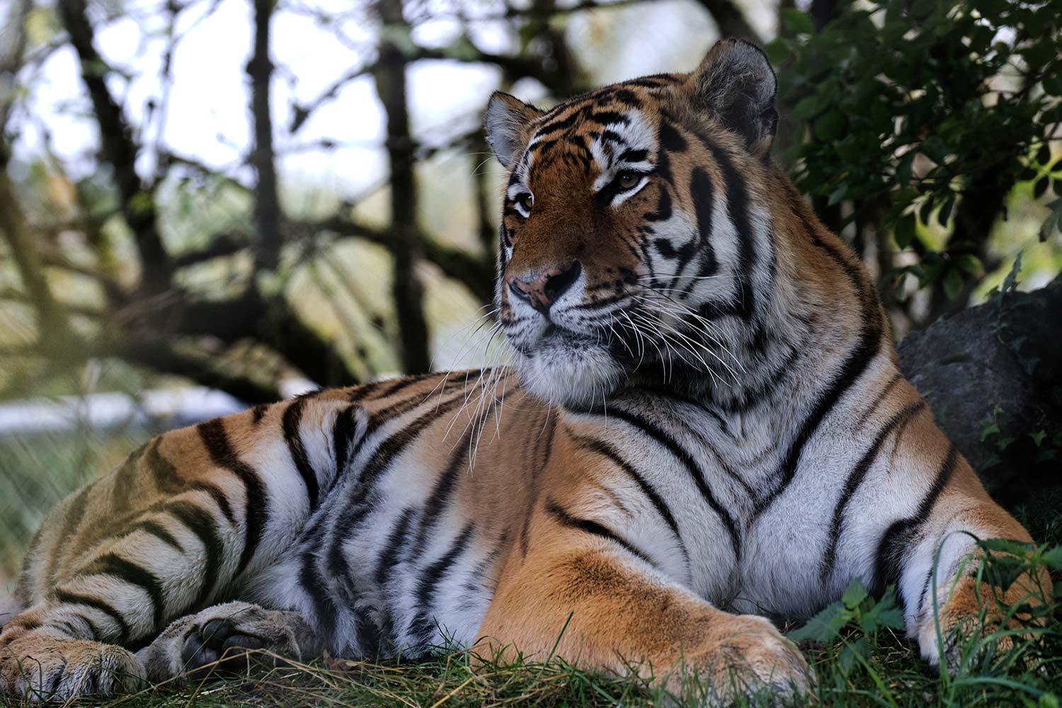 Pasha the Amur Tiger. Tiger Experience at Marwell Zoo