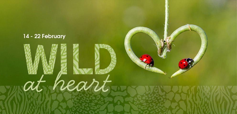 Wild at Heart February half term at Marwell Zoo