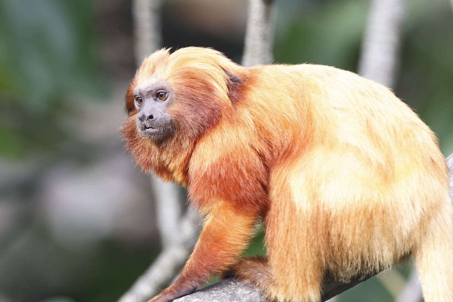 Golden Lion Tamarin at Marwell Zoo