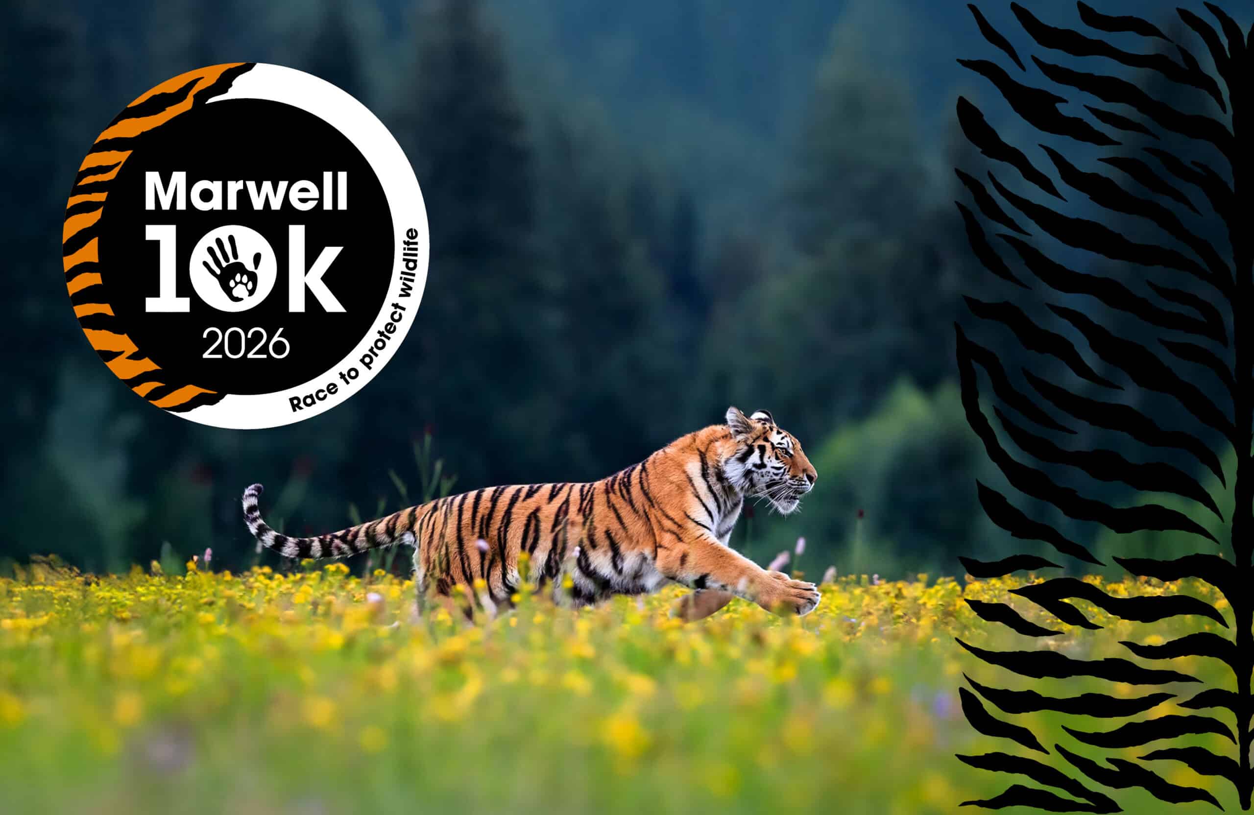 Marwell 10k 2026 - race to protect tigers