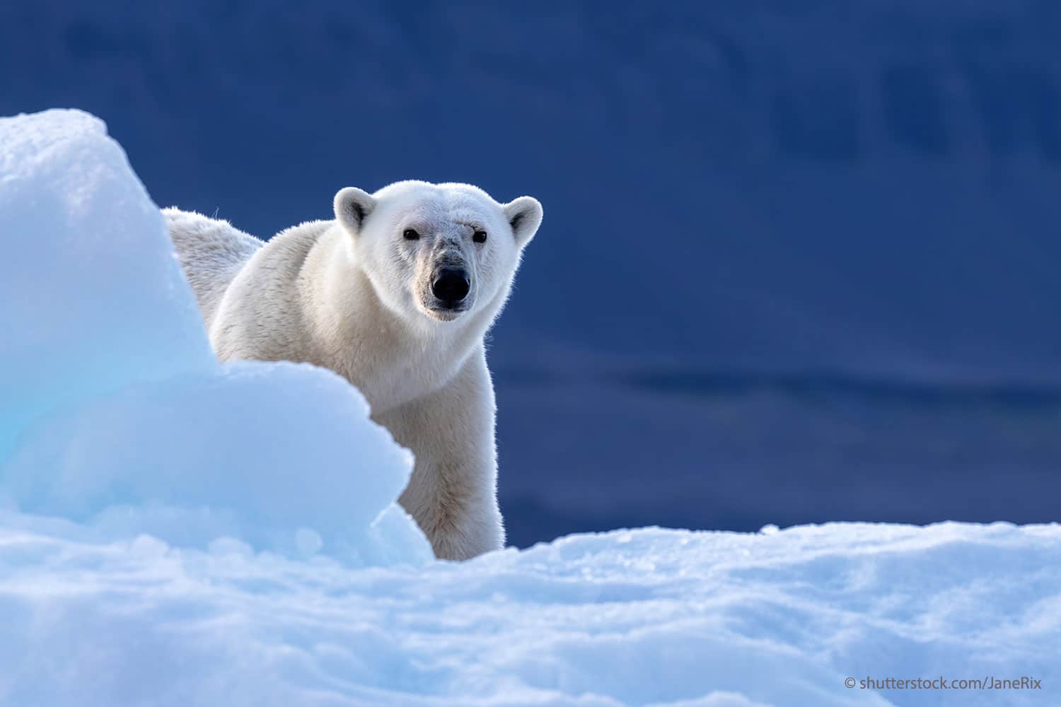 A polar bear looks round a block of ice