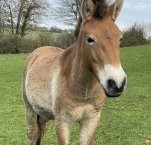 Przewalski's horse, Shara, at Marwell Zoo