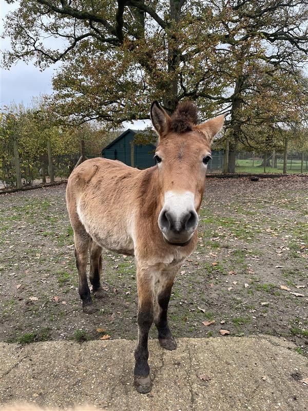 Przewalski's horse, Togs, at Marwell Zoo
