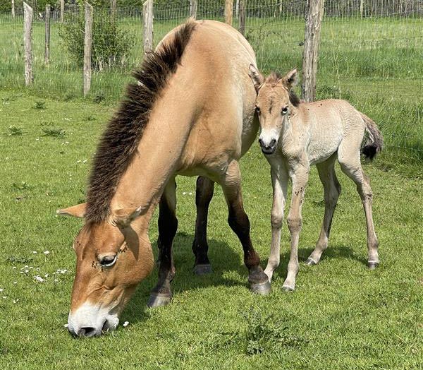 Przewalski's horse, Shara, with mum Tsetseg at Marwell Zoo