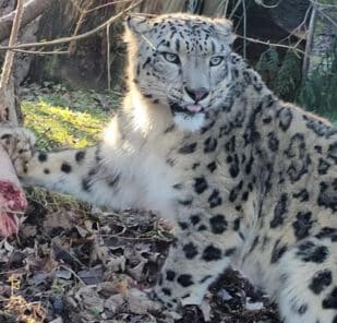 A snow leopard at Marwell Zoo with food during a snow leopard experience