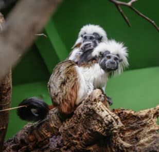 Twin baby cotton-headed tamarins with their parents at Marwell Zoo