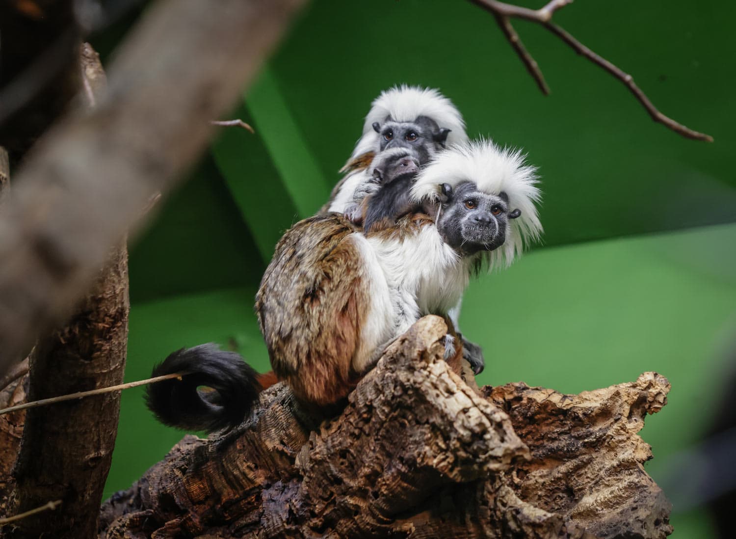 Twin baby cotton-headed tamarins with their parents at Marwell Zoo