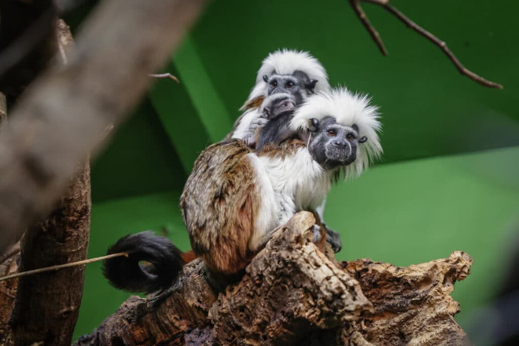 Twin baby cotton-headed tamarins with their parents at Marwell Zoo