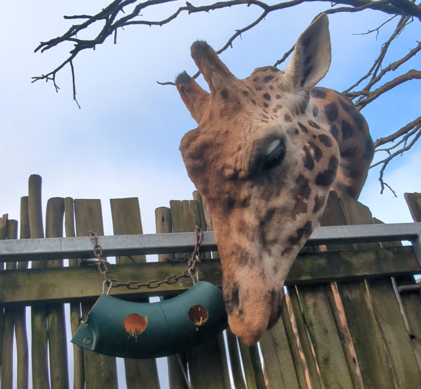 Giraffe with A big thank you to Wightlink for donating old life rings, which our team have cleverly transformed into feeders for the giraffes.