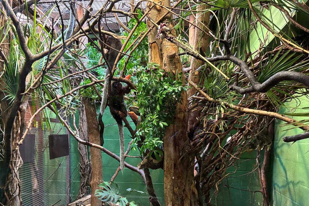 New planting in a Life Among The Trees area at Marwell Zoo