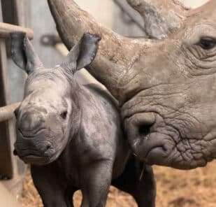 White rhino calf with mum Zhara at Marwell Zoo