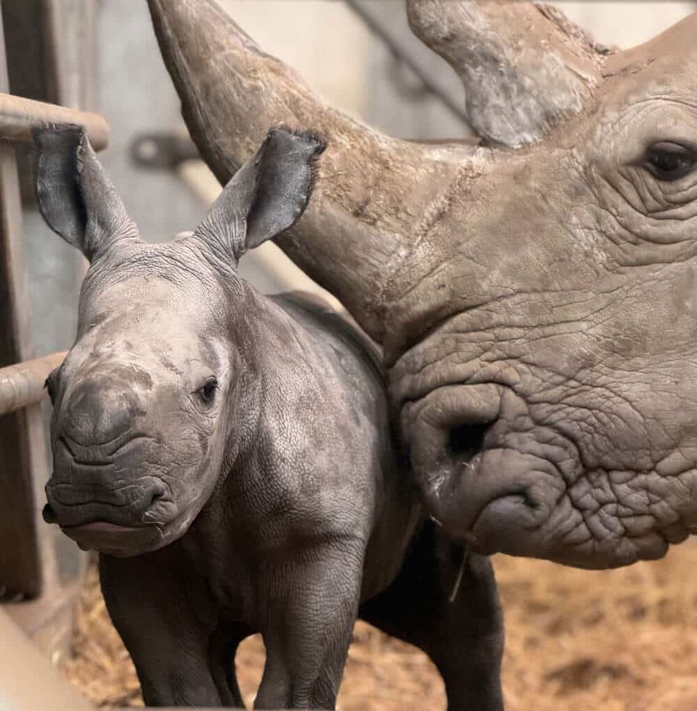 White rhino calf with mum Zhara at Marwell Zoo