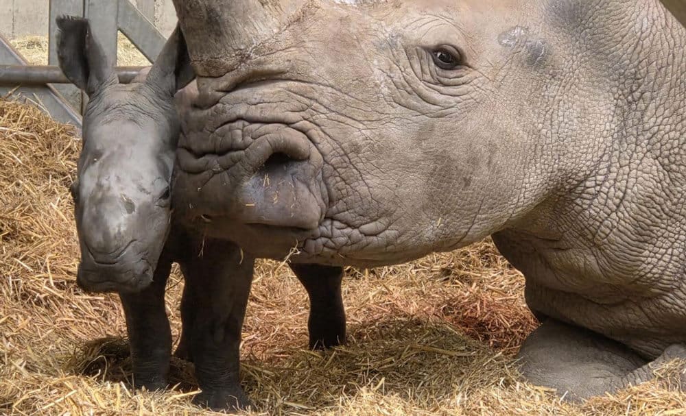 White rhino calf with mum Zhara at Marwell Zoo