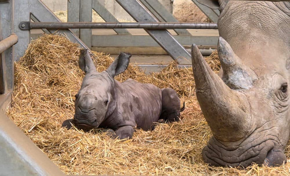 White rhino calf with mum Zhara at Marwell Zoo