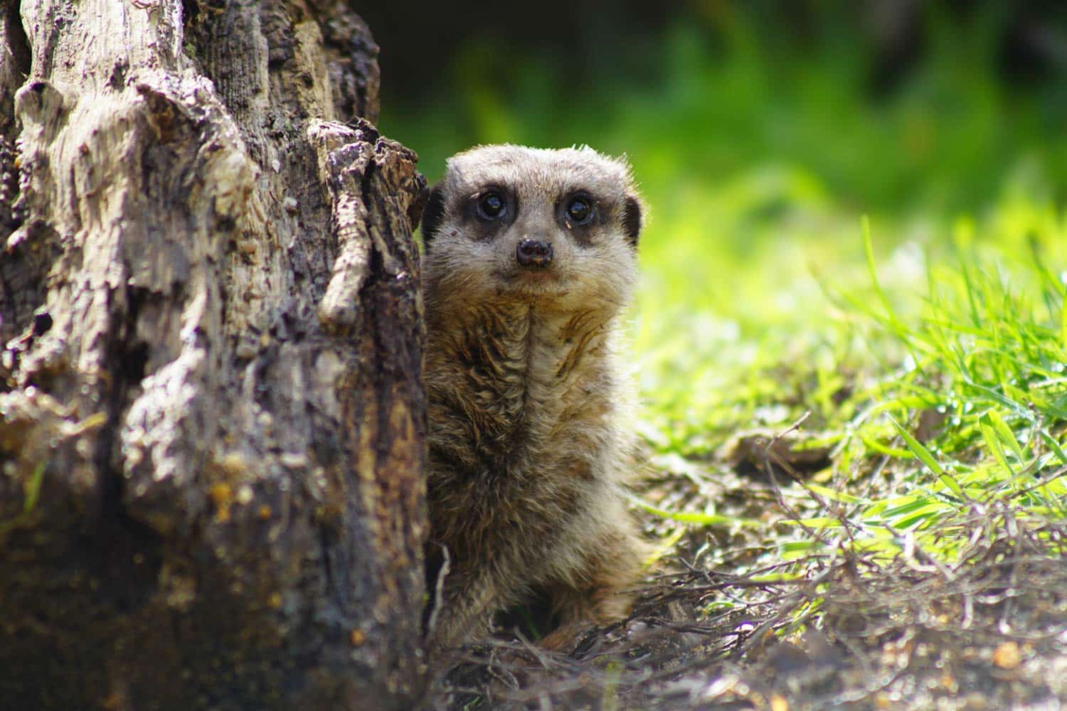 A new meerkat at Marwell Zoo explores her new habitat