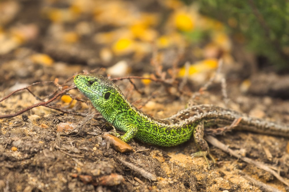 Sand Lizard at Marwell Zoo