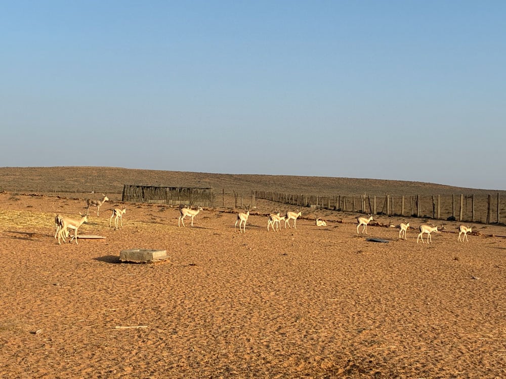 Slender-horned gazelle in Tunisia