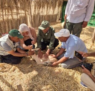 A Marwell Wildlife team work alongside locals in Tunisia to care for slender-horned gazelle