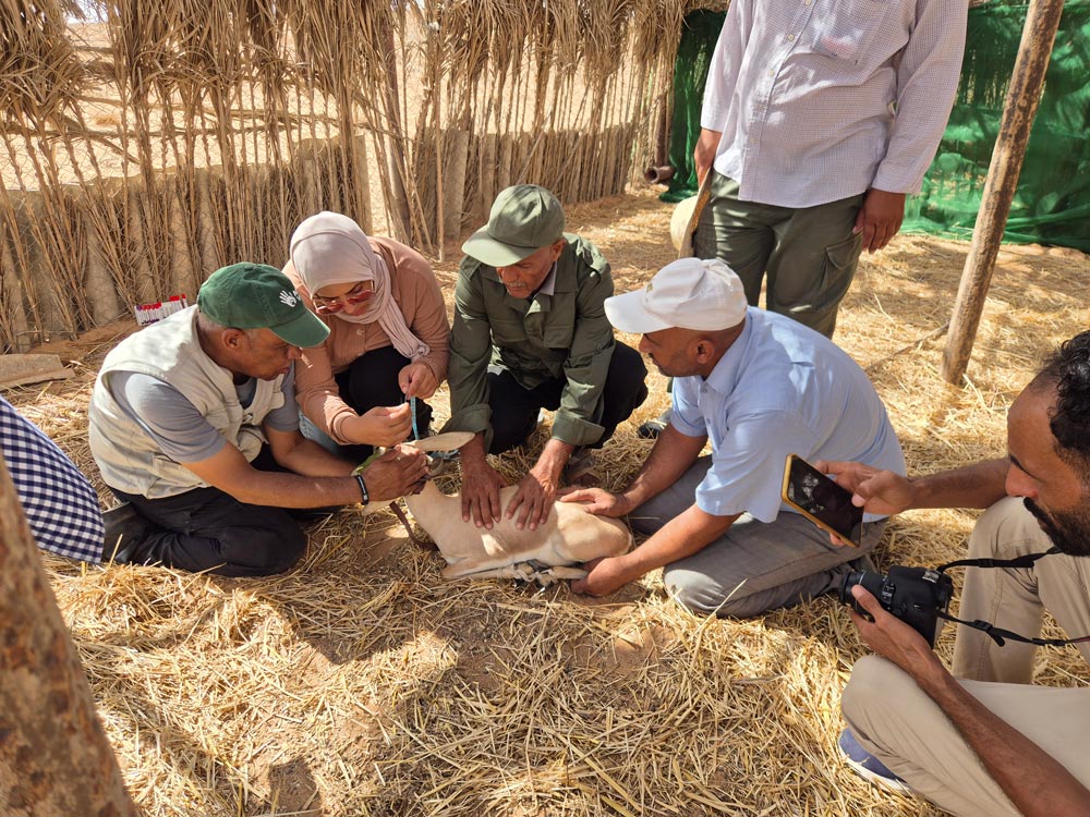 A Marwell Wildlife team work alongside locals in Tunisia to care for slender-horned gazelle