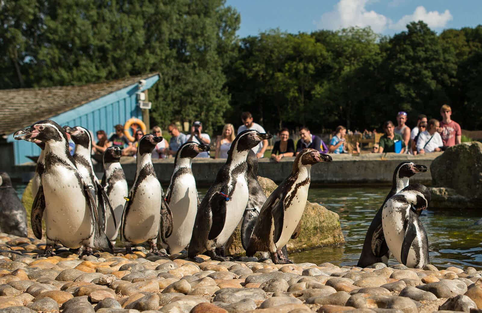 Guests look at the penguins at Marwell Zoo during a Summer Evening safari