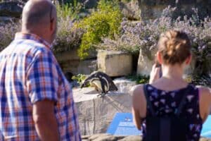 Guests look at a penguin at Marwell Zoo during a Summer Evening safari