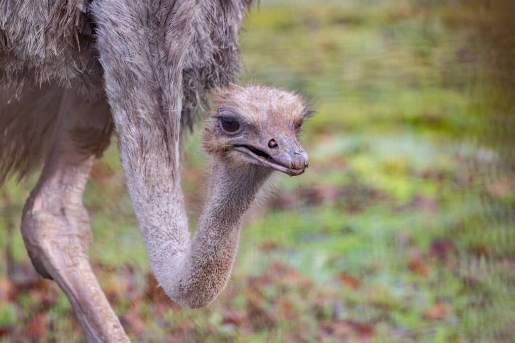 Ostrich at Marwell Zoo