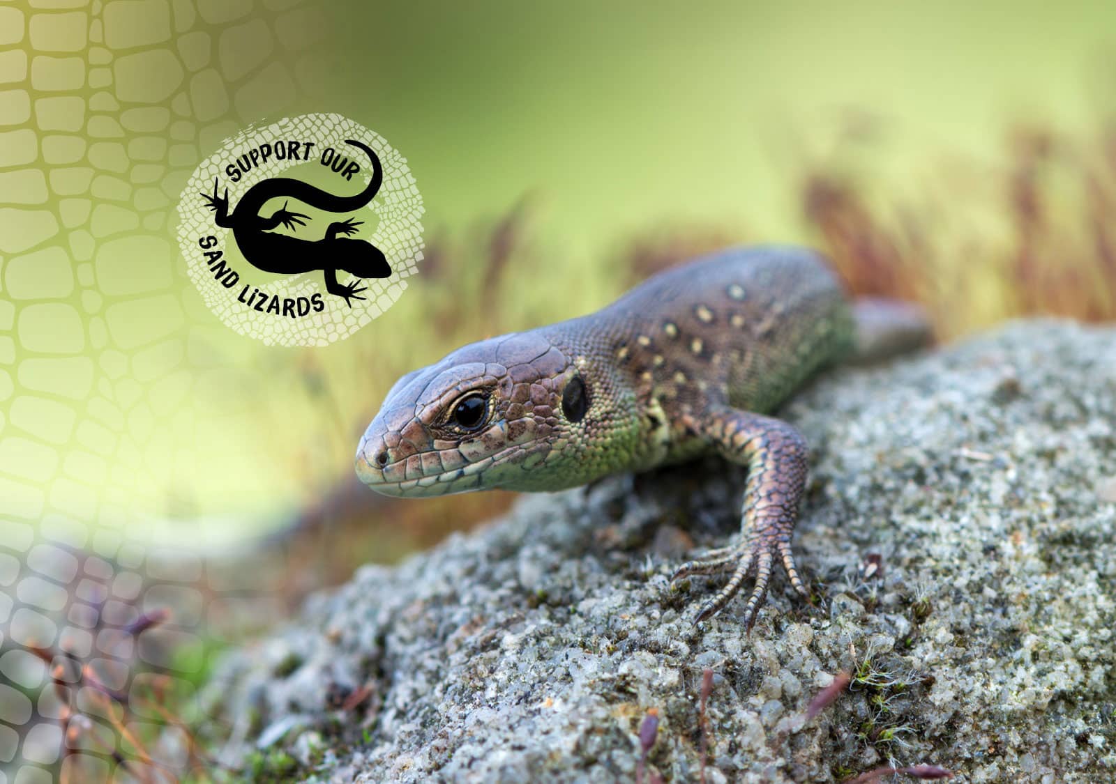 A sand lizard on a rock, with a logo saying 'Support our Sand Lizards'