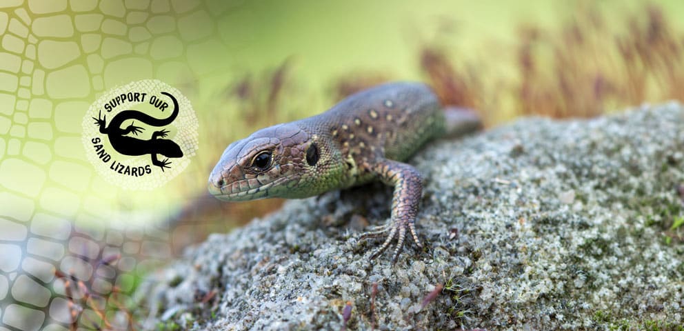 A sand lizard on a rock, with a logo saying 'Support our Sand Lizards'
