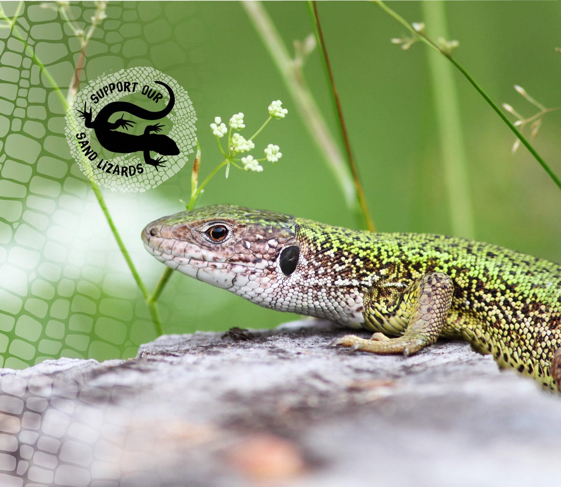 A sand lizard on a rock, with a logo saying 'Support our Sand Lizards'
