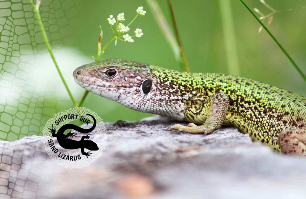 A sand lizard on a rock, with a logo saying 'Support our Sand Lizards'