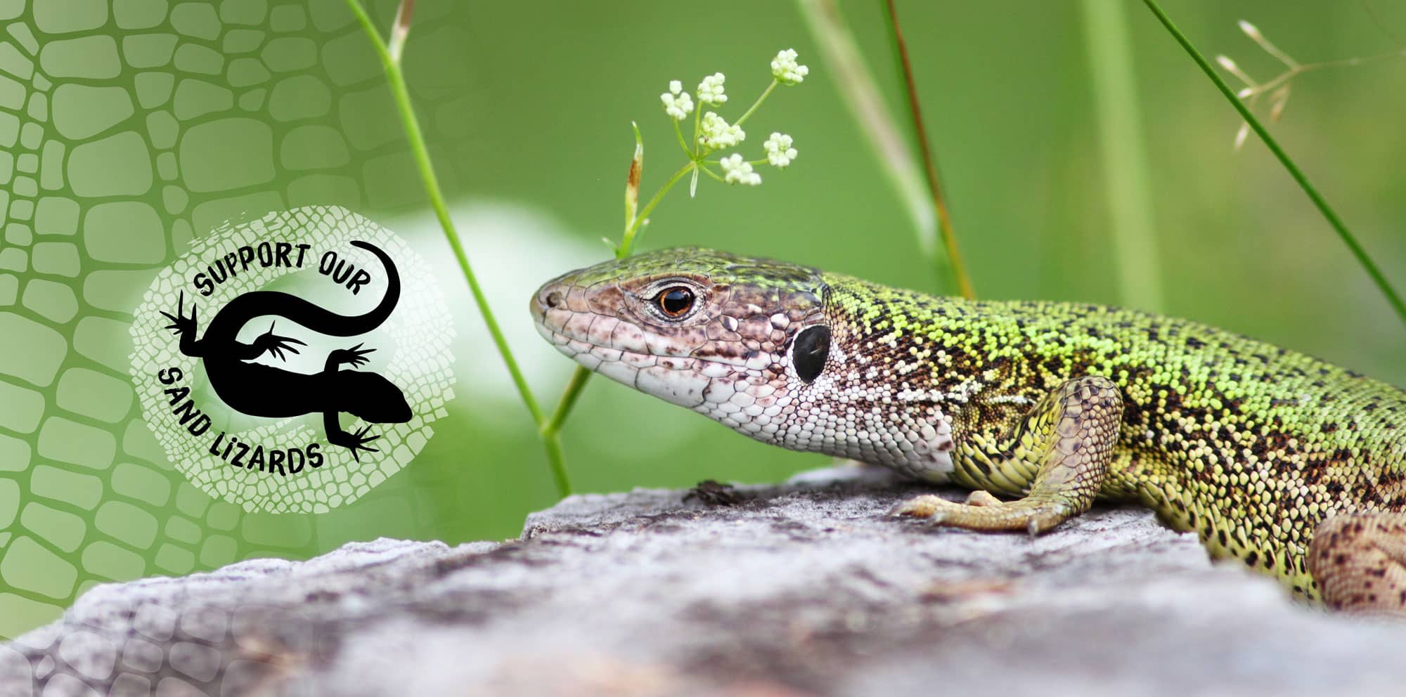 A sand lizard on a rock, with a logo saying 'Support our Sand Lizards'