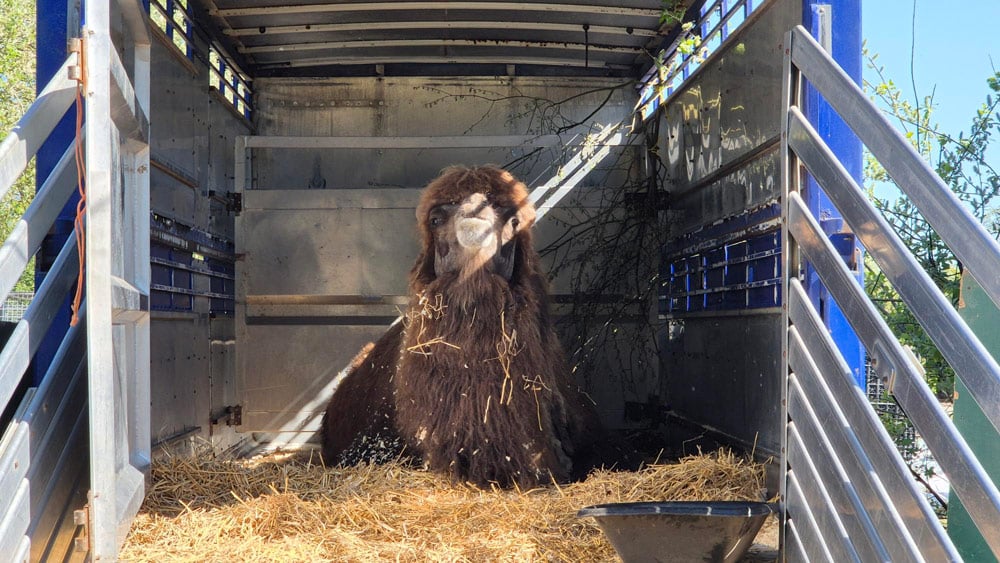 Bactrian camel Gary in a trailer at Marwell Zoo