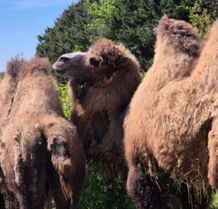 Bactrian camels Gary and Lemmy outside in their habitat at Marwell Zoo