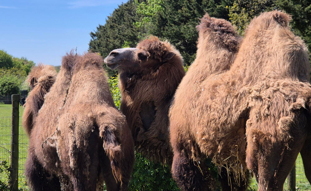 Bactrian camels Gary and Lemmy outside in their habitat at Marwell Zoo