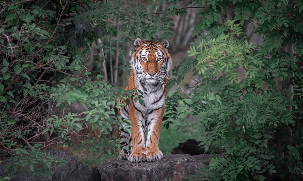 Bagai the tiger at Marwell Zoo, photographed by Marcus Amillian