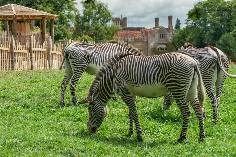 Grevys Zebra Equus Grevyi at Marwell Zoo