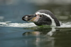 Humboldt penguin swimming at Marwell Zoo
