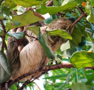 Jemma the sloth hanging from a branch in the Tropical House at Marwell Zoo