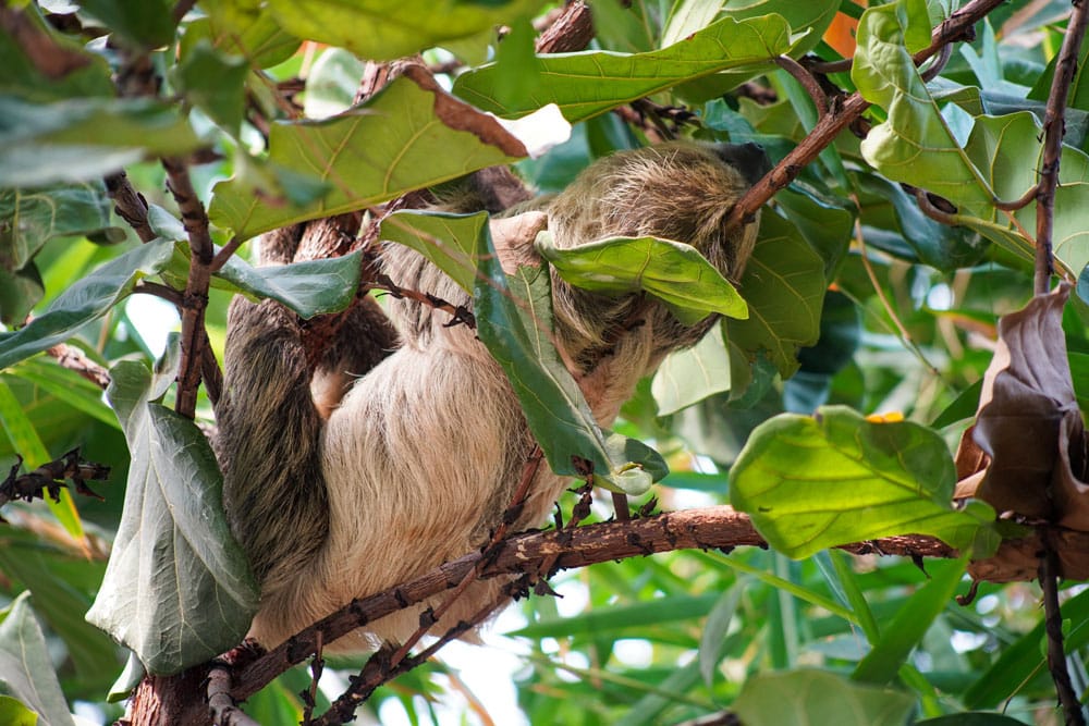 Jemma the sloth hanging from a branch in the Tropical House at Marwell Zoo