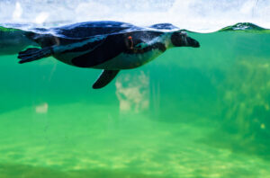 Underwater view of a Humboldt penguin swimming at Marwell Zoo