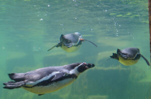 Underwater view of three Humboldt penguins swimming at Marwell Zoo