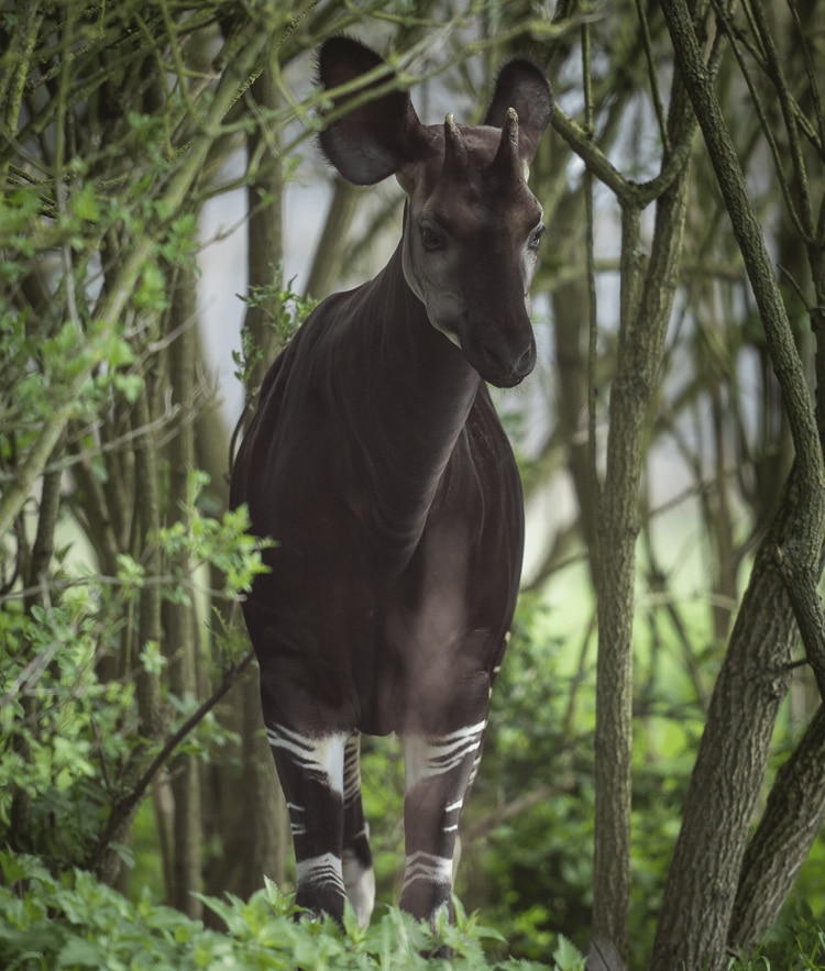 Okapi at Marwell Zoo