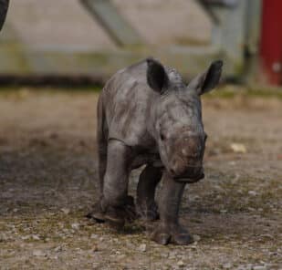 Amali, a white rhino calf at Marwell Zoo