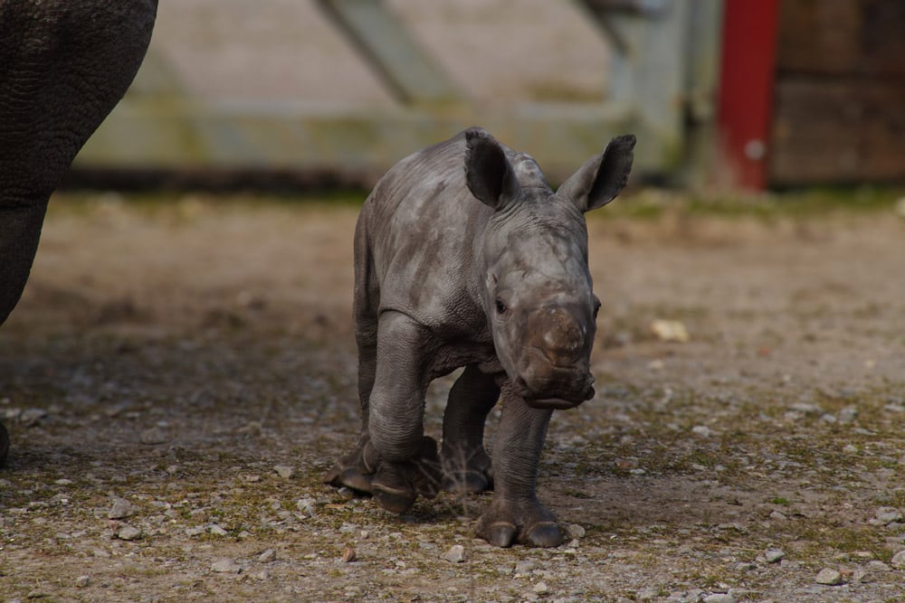 Amali, a white rhino calf at Marwell Zoo