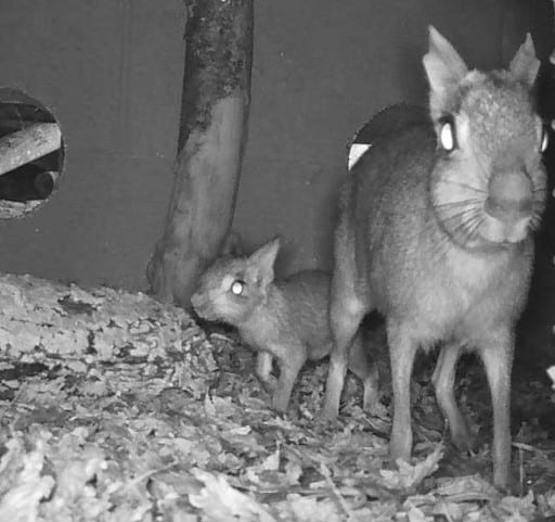 A CCTV camera view of a baby Chacoan Mara and parent at Marwell Zoo
