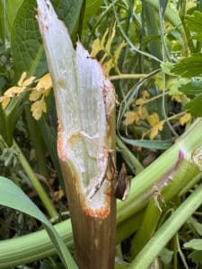 Capybara chew marks made on vegetation