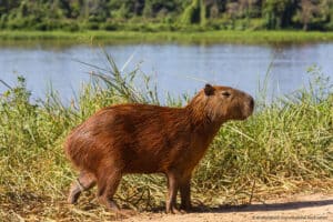 A capybara on a riverbank